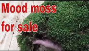 Mood moss for sale