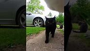A day in the life of cats! Cats with cameras share their secret lives! @insta360 Go 3 #cat #video