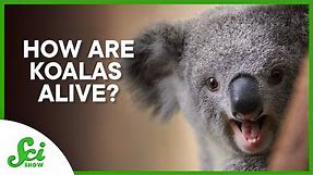 How are Koalas alive?