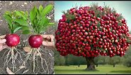 Apples...!! Growing Apples Tree From Apples Fruit With Unique Techniques | Grafting Apples Tree