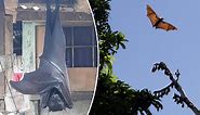 ‘Human-sized’ bat terrifies social media users: ‘So scared’