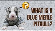 What IS a Blue Merle Pitbull??? 🤔🐕‍🦺