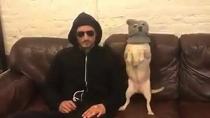 Gangster Dog :D | Viral Animals