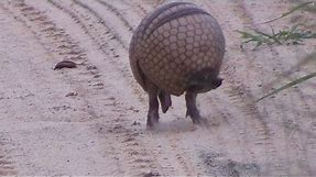 Armadillo rolls up into a ball