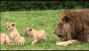 Quartet of Lion Cubs Take Their First Steps Outside at Longleat