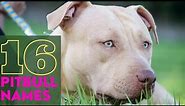 16 Male Pitbull Names // What is your Pit Bull's name?