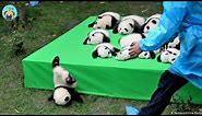 Try Not To Laugh - Funny Panda Video 2021| Pets Island
