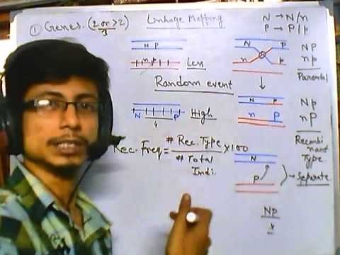 Linkage mapping introduction