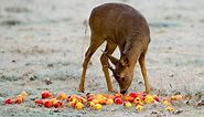 Do Deer Eat Apples? (Yes, But Dangerous!)