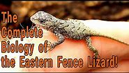 Fence Lizard: Identification and the complete natural history of Sceloporus undulatus!