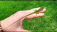 Friendly Green Anole Lizard With Amazing Long Tail