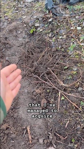 Starting to remove bramble roots from the allotment #garden #gardening #allotment