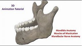 The Mandible: Anatomy and Muscles (3D Animation)