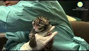 Hand-Rearing Clouded Leopards Cubs