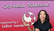 The basics of Cervical Dilation explained by a labor nurse!