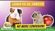Guinea Pig vs. Hamster: Spot the Difference!