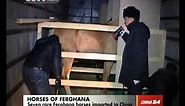 Seven rare Ferghana horses imported to China