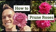 How to Prune Roses: the Beginners Guide