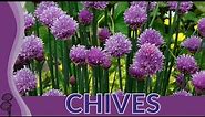 Chives Explained! (Allium schoenoprasum)