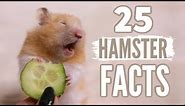 25 Facts About Hamsters 🐹