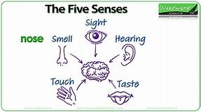 The Five Senses | Woodward English