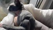 Cat goes viral for having rare condition that causes it to grow excessively large muscles