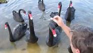 The black swan (Cygnus atratus)