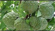 How to grow Sugar Apple in Pot - Complete Growing Guide - Health Benefit Sugar Apple Fruit
