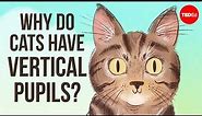 Why do cats have vertical pupils? - Emma Bryce