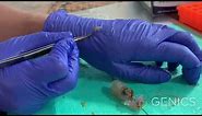 Shrimp MultiPath Target Organ Dissection