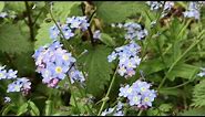 FORGET ME NOT FLOWERS