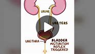 Urine luck–this week's Clinical Cut is an intro to the anatomy and physiology of the renal system! The workhorses of the urinary system are the kidneys which are the twin, bean-shaped organs in your body that clear harmful substances by filtering your blood. They’re like a water purification plant that helps clean the drinking water for a city. They also regulate blood pH, volume, pressure, osmolality as well as produce hormones. Learn more about the renal system at the link in our bio. #learnby