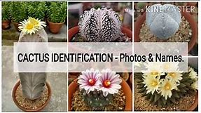 Cactus identification | 250+ cactus photos & its names (cactus for beginners)