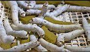 How Japan Became High Tech w/ Silk Worms