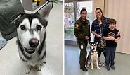 Husky dog who was called 'ugly' for crooked smile finds family who drives 2.6K miles to adopt him