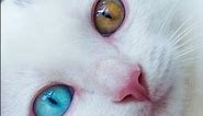 "Heterochromia Cat Mysteries Unveiled: A Complete Guide"