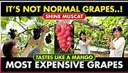 SHINE MUSCAT | Do you know about this fruit? Most expensive fruit in grapes