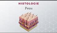 Histologie de la Peau