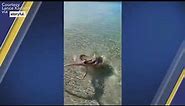 Angry octopus attacks man who filmed it at popular snorkeling spot in Australia | ABC7