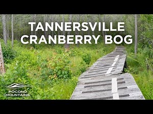 Cranberry Bog Walk | Tannersville, PA