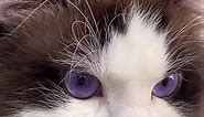 Purple-eyed cat