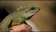 4 Facts about Chinese Water Dragons | Pet Reptiles