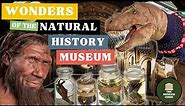 The Wonders of London's Natural History Museum - An In-Depth Guided Tour