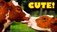 Best of Funny and Cute Cows