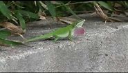 Carolina Anole Lizard Changes Color