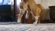 Cats on two legs compilation