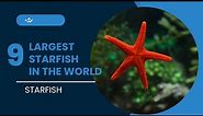Discover The 10 Largest Starfish In The World