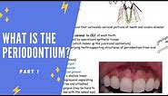 What is the periodontium? Part 1