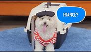 Frisco Airline Approved Pet Carriers | Chewy