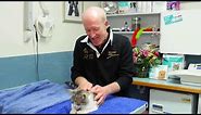 How to check your cats mouth with Dr Rod and Charlie
